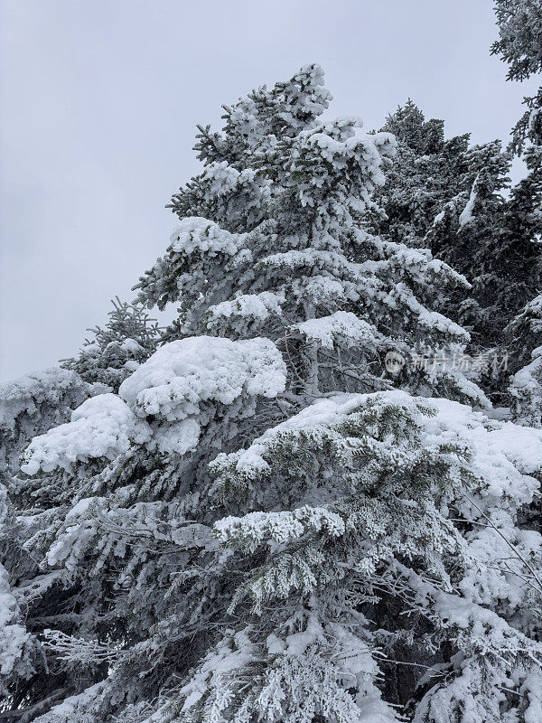 冬天，白雪皑皑的树木和晴朗的天空