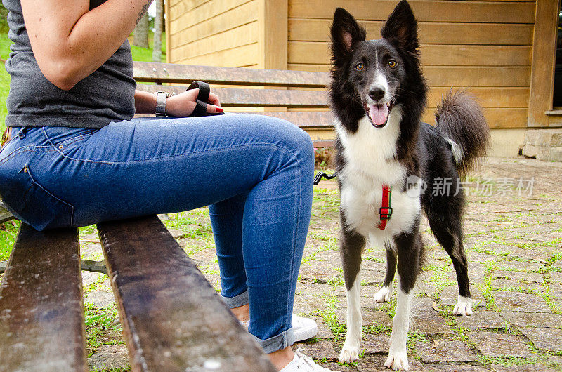 公园里的边境牧羊犬