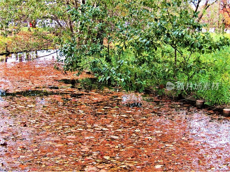 日本。11月。在公园里。水面上的秋叶。