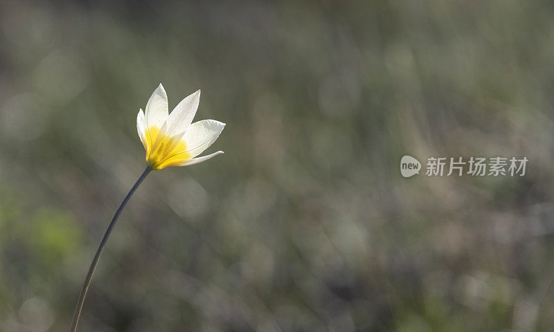 突厥斯坦郁金香，白色小花，中心黄色。野生樱草花和象征春天的绿色草原背景与复制空间