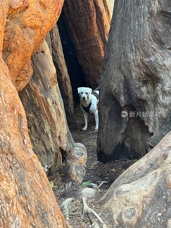 拉布拉多猎犬