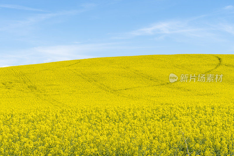 油菜籽开花期间的黄色田野