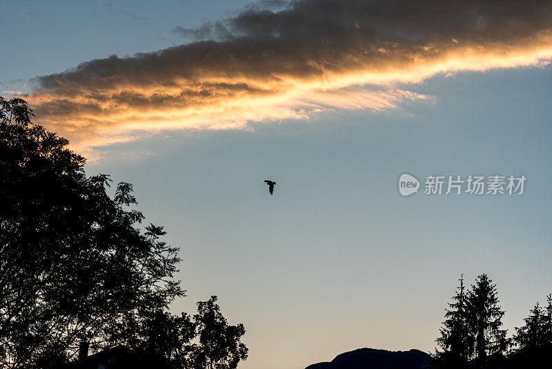 鹰在日落时飞过群山