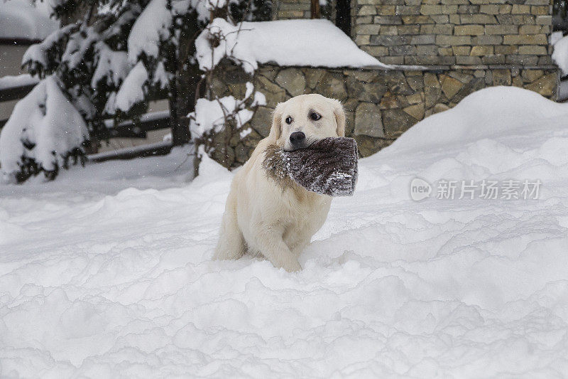 可爱的金毛猎犬在雪地里玩耍