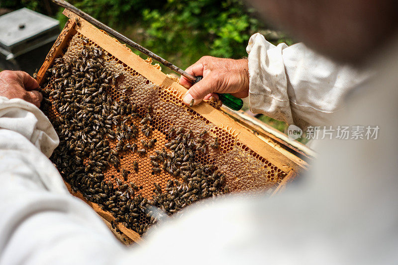 养蜂人从蜂箱中取出装满蜜蜂的梳子。
