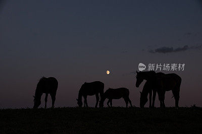 月亮与马