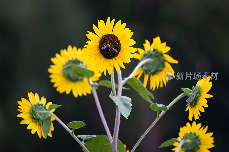 向日葵和蜜蜂