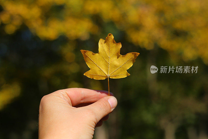 枯黄的秋叶在人的手中