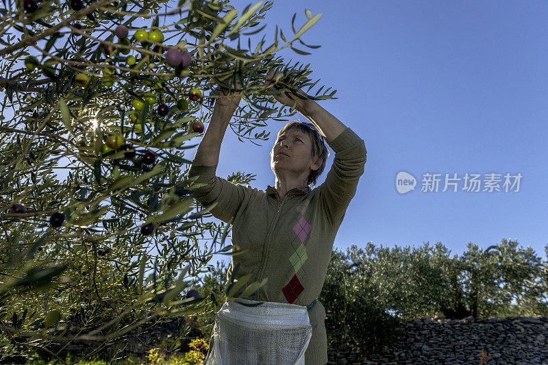 成熟的女人在收获橄榄，在Brac，地中海，克罗地亚，欧洲