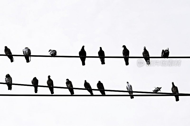 电线上的鸽子。
