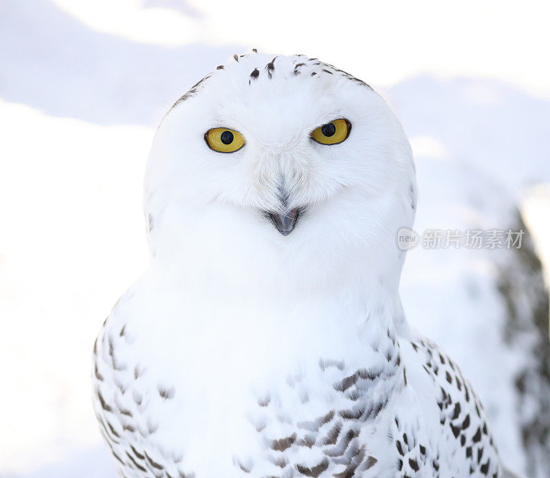 雪鸮