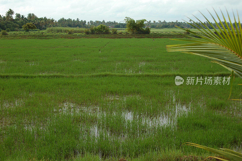 印度喀拉拉邦科钦的稻田
