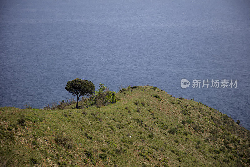 海边山顶上的一棵树