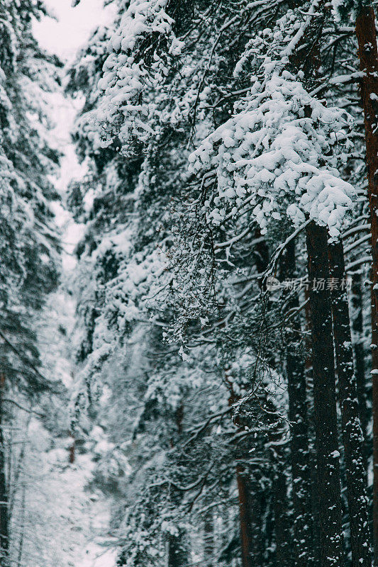 神奇的雪覆盖了树木。美丽的冬天的风景