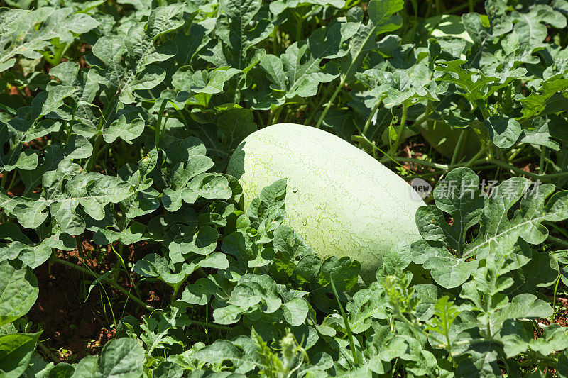 夏天在地里种西瓜