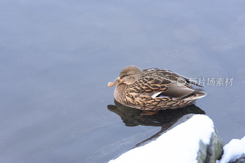 野鸭在寒冷的湖水中沐浴