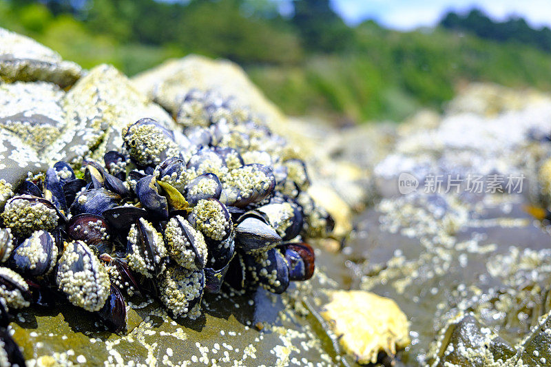 夏天，法国布列塔尼海岸的海滩上，岩石上覆盖着贻贝和藤壶