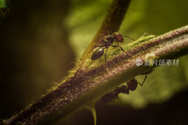 在野外，红发蚂蚁沿着一株绿色背景的植物行走