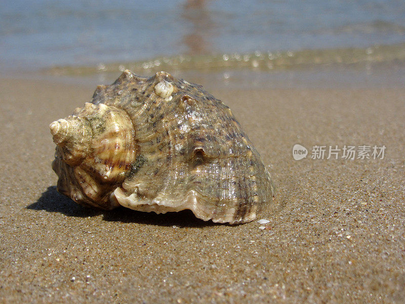 潮湿的沙滩上的贝壳特写