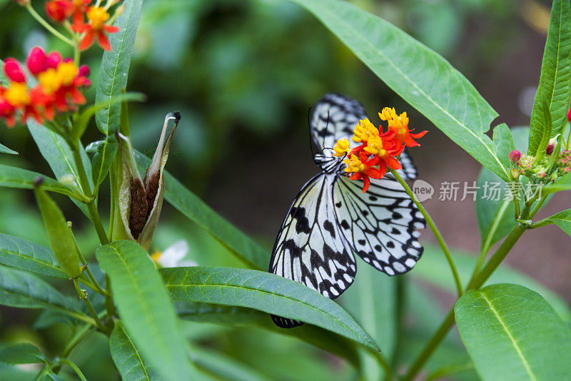 食黄蝶的宏观研究