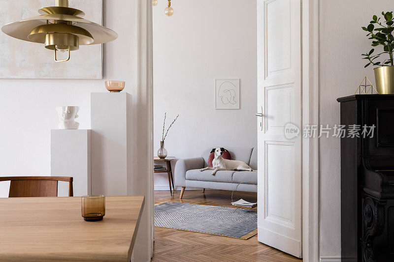 时尚的scandi室内设计的家庭空间，木桌，椅子，沙发和金色吊灯。客厅与设计配件和钢琴。漂亮的白色狗坐在沙发上。优雅的装饰