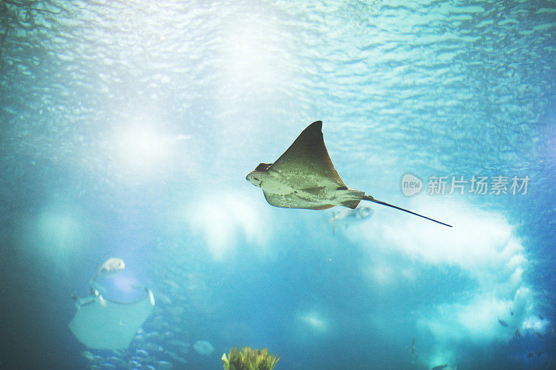 里斯本水族馆里的鱼