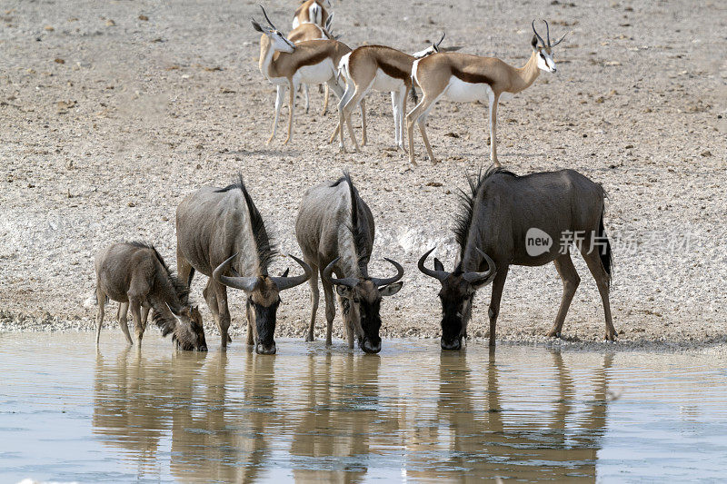 四饮角马，埃托沙国家公园，纳米比亚。