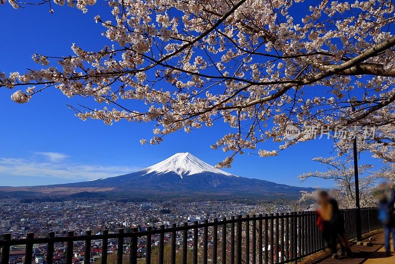 富士山和樱花:从荒山森根公园，富士吉田