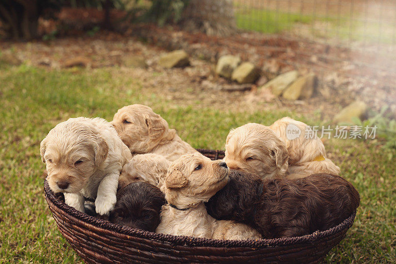 澳大利亚Labradoodle小狗