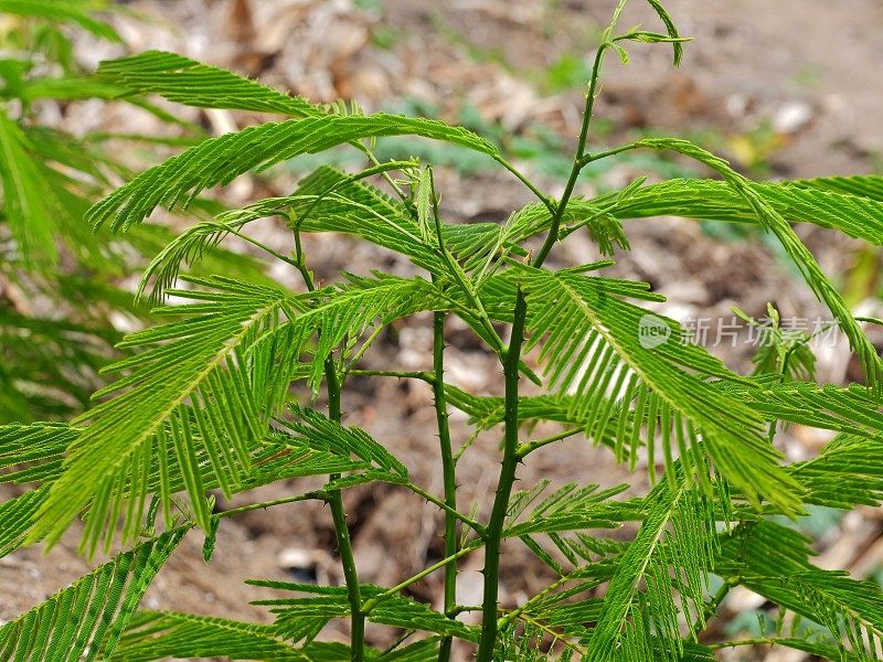 金合欢pennata蔬菜