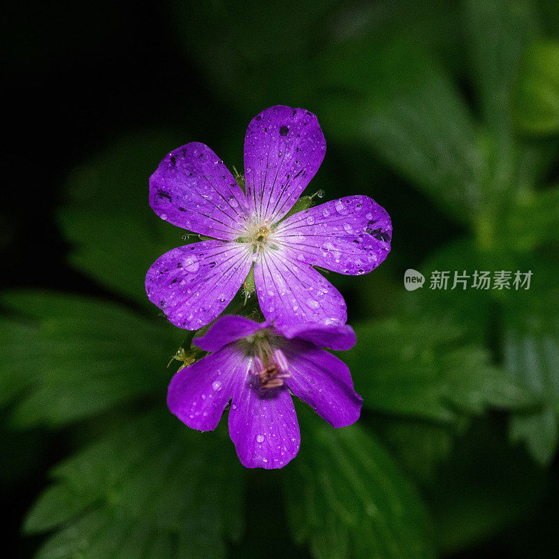 盛开的野花(野紫罗兰)