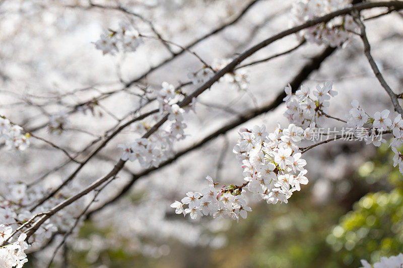 日本的樱花