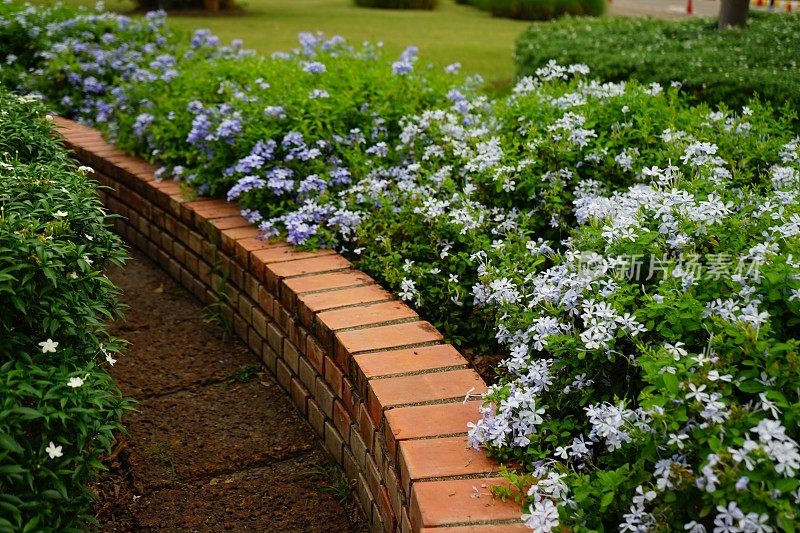 花圃里的铅角花或铅角花