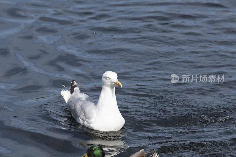 夏日里，海鸥在平静的碧水里平静地游着