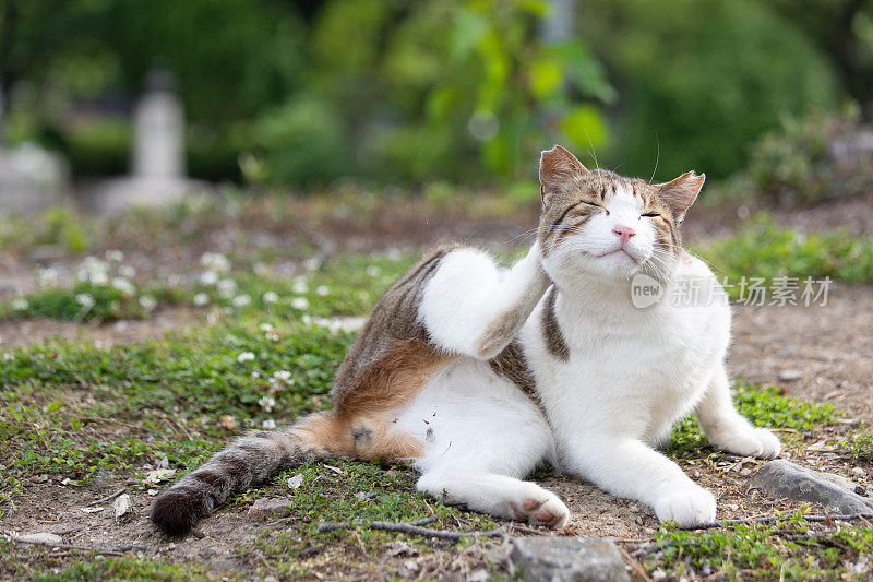 流浪猫在街上休息