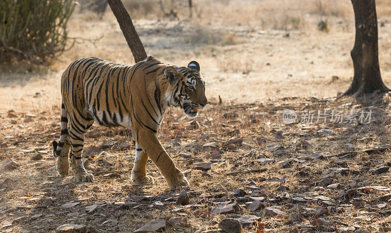 孟加拉虎，Ranthambore，印度。