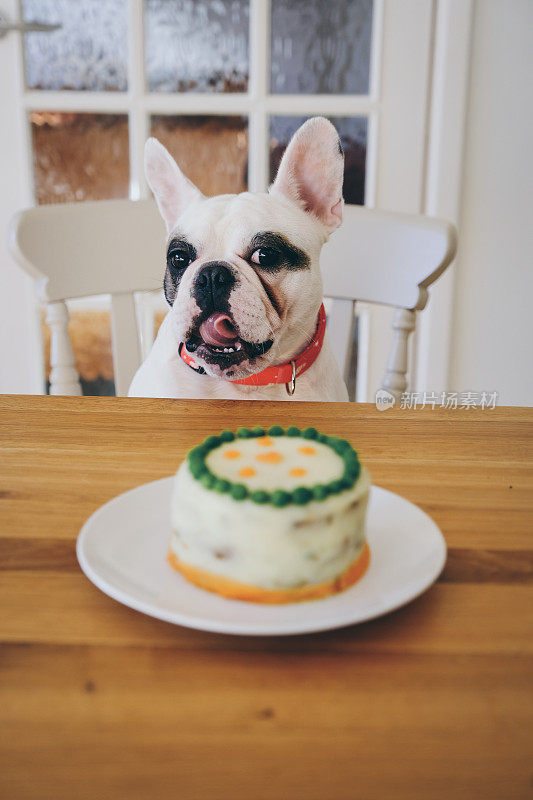 法国斗牛犬和狗生日蛋糕
