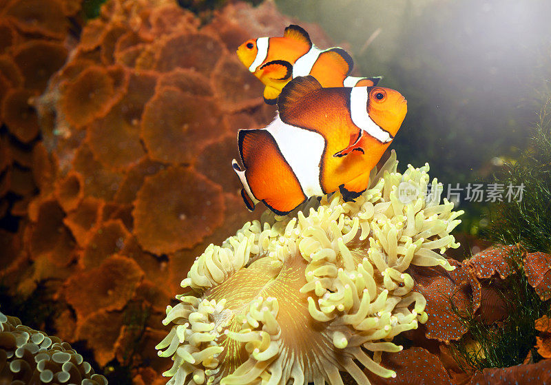 珊瑚花园的小丑鱼
