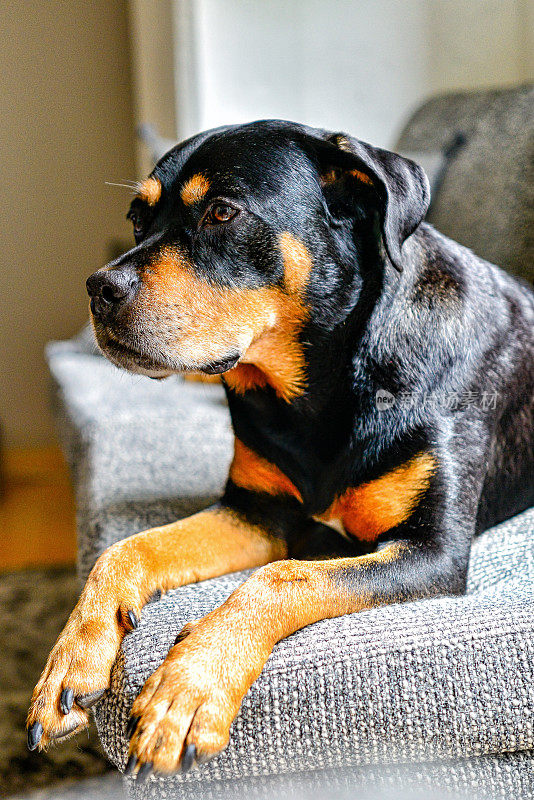 罗威纳犬混种狗懒洋洋地躺在室内沙发上。
