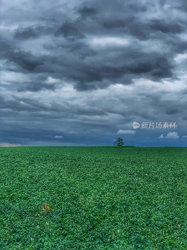 土豆田和可怕的天空