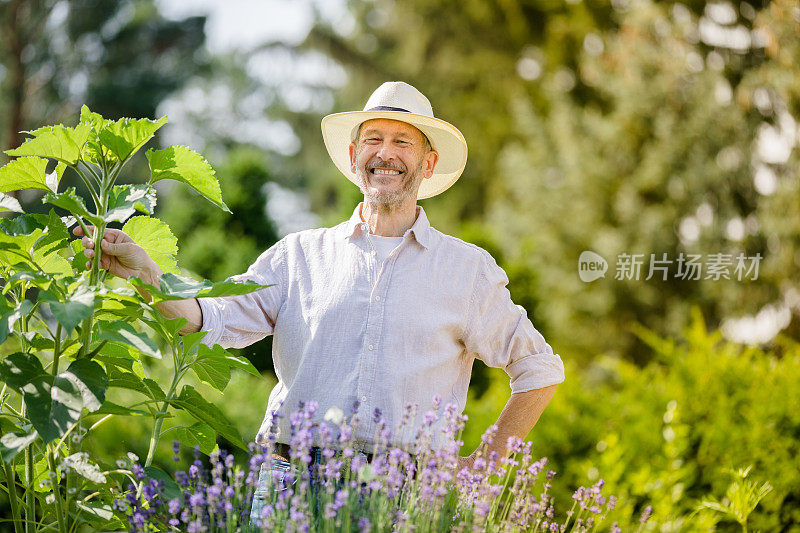 老年人园艺-老年人在他的花园里，园艺