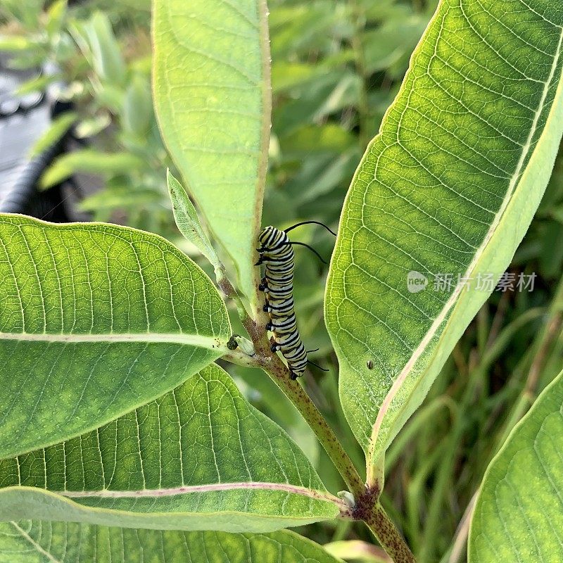 马利筋植物上的黑脉金斑蝶毛虫