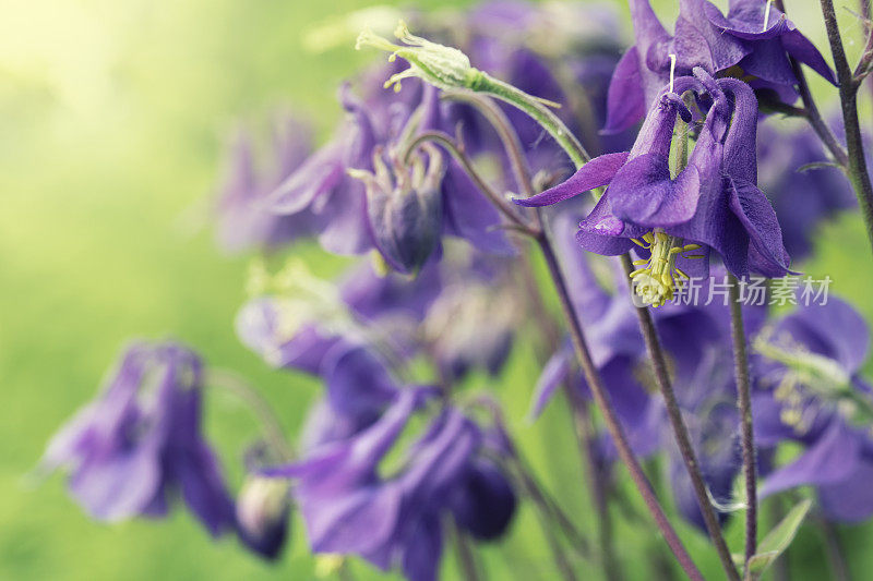 欧洲花耧斗菜