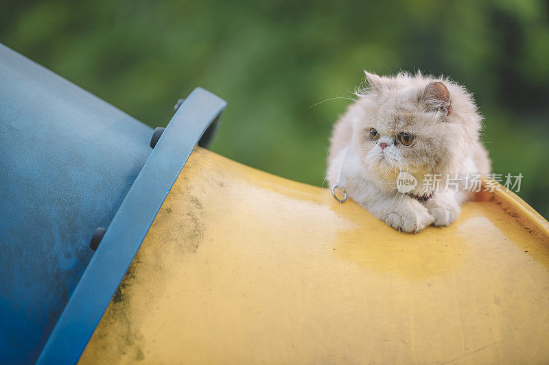 一只波斯猫爬上儿童游乐场，望着公园