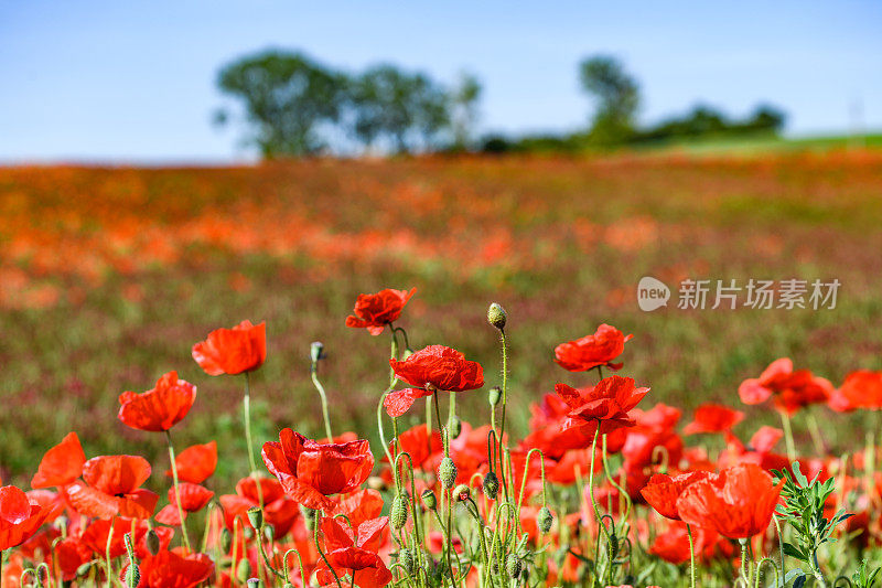 罂粟花田