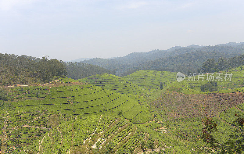 卢旺达靠近Nyungwe森林的茶园