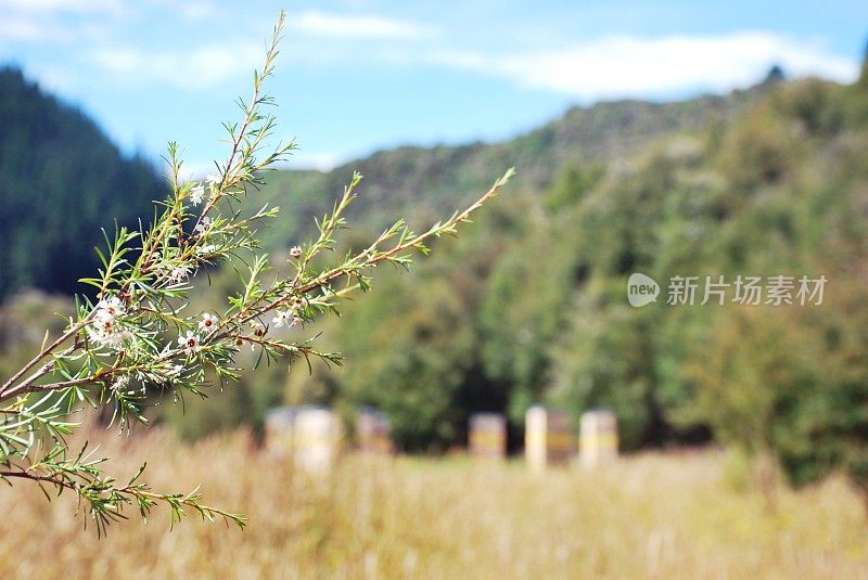 夏天乡下的蜂箱