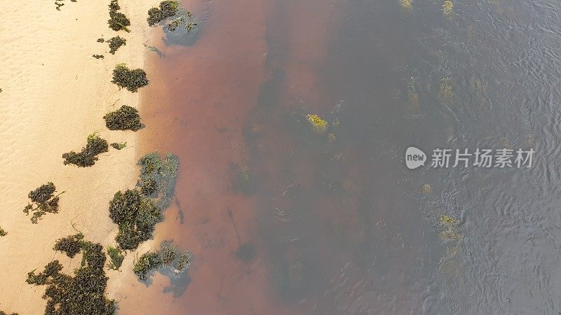 海岸边有沙滩、海藻和水