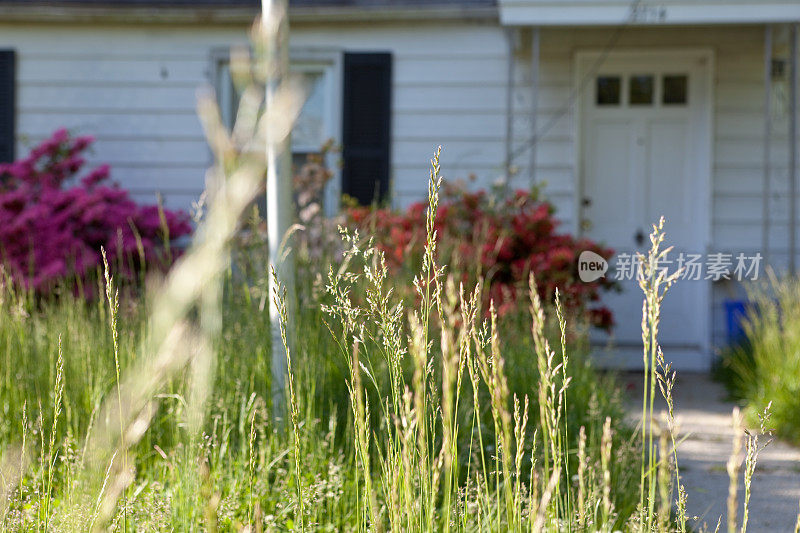 马里兰州科德角独户住宅外的长草
