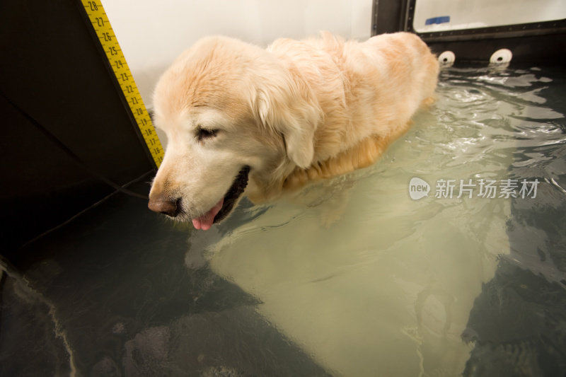 高级金毛猎犬水疗练习